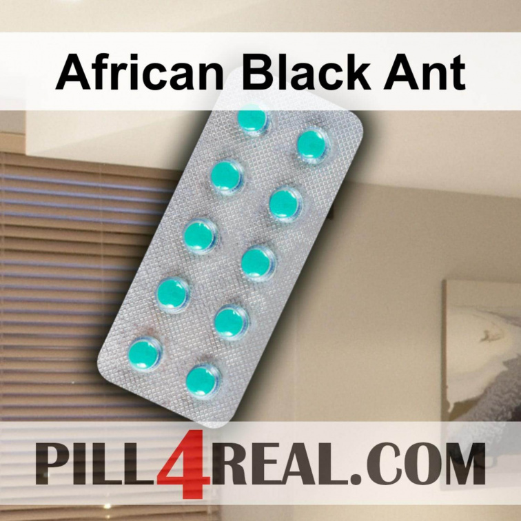 African Black Ant 152