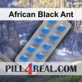 African Black Ant 172