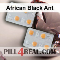 African Black Ant 182