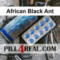 African Black Ant 191