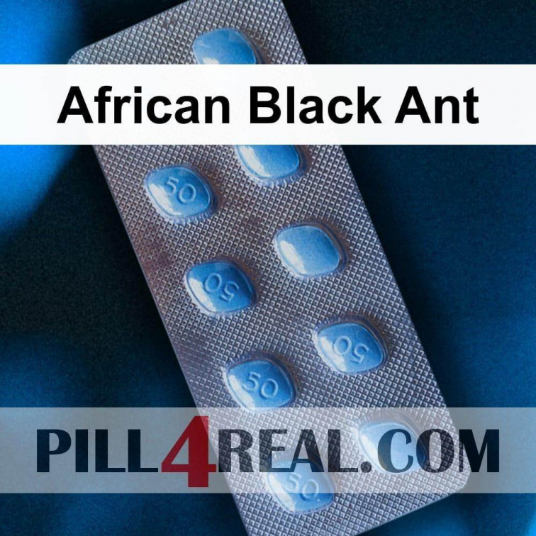 African Black Ant 197