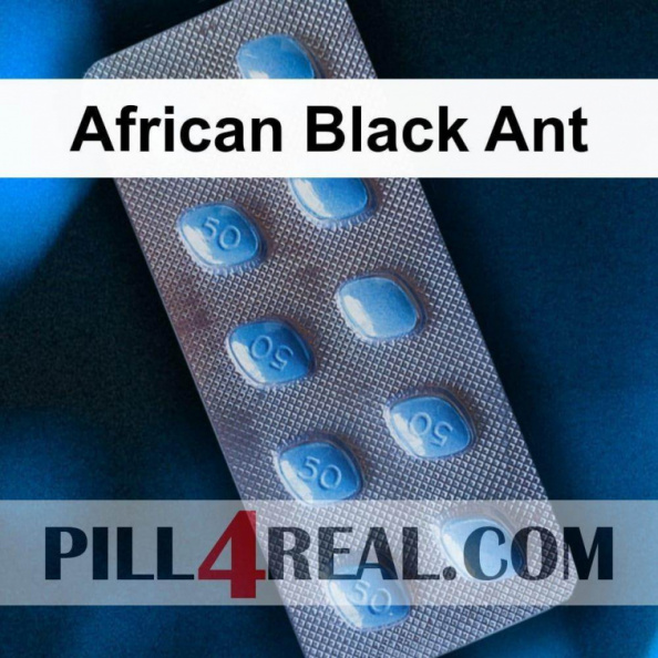African Black Ant 197