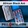 African Black Ant 229