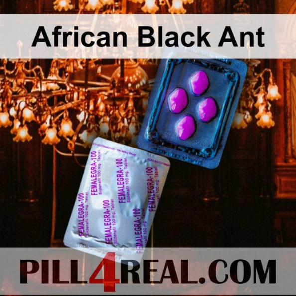 African Black Ant 232