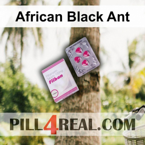 African Black Ant 235