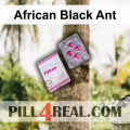 African Black Ant 235