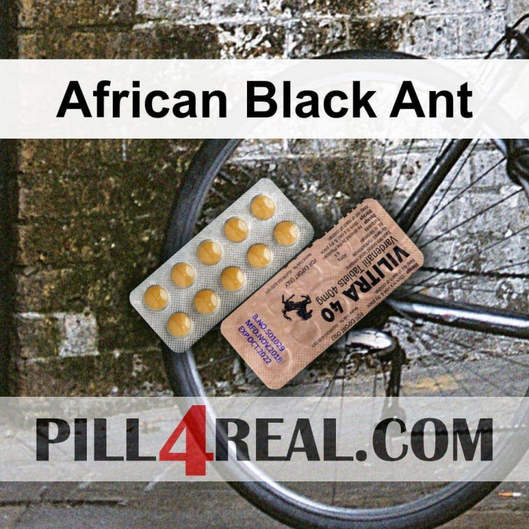African Black Ant 243