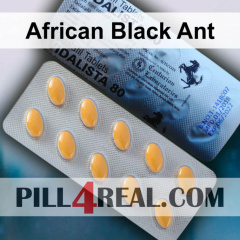 African Black Ant 281