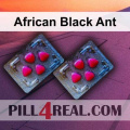 African Black Ant 369
