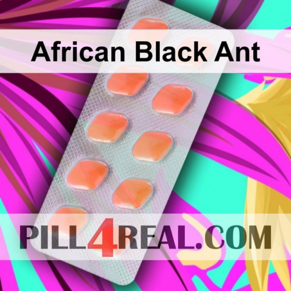 African Black Ant 444