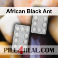 African Black Ant 484
