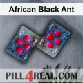 African Black Ant 499