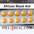 African Black Ant 530