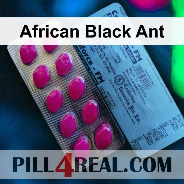 African Black Ant 577