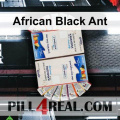 African Black Ant 649