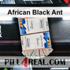 African Black Ant 649
