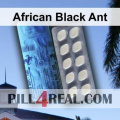 African Black Ant 671