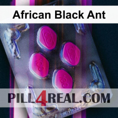 African Black Ant 695