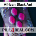 African Black Ant 695