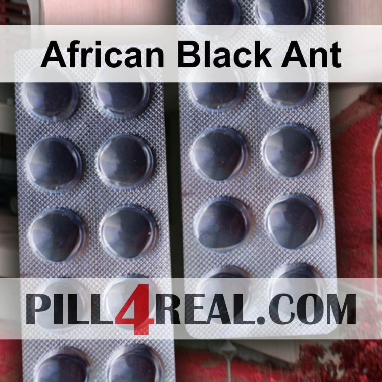 African Black Ant 698