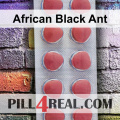 African Black Ant 704