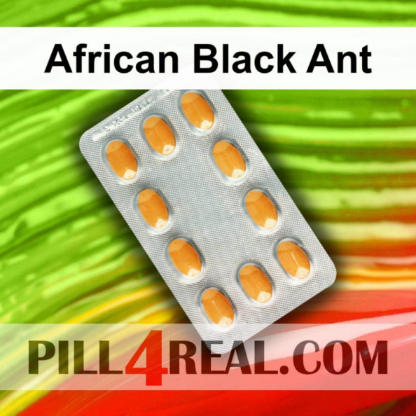 African Black Ant 714