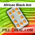 African Black Ant 714