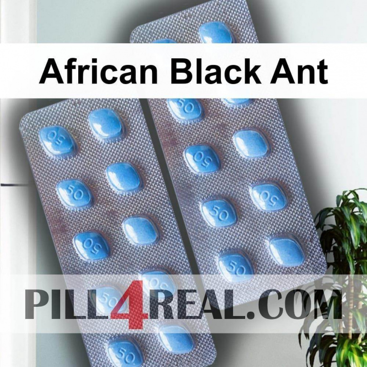 African Black Ant 724