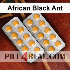 African Black Ant 743