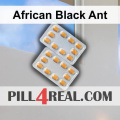 African Black Ant 750