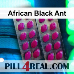African Black Ant 762