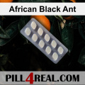 African Black Ant 773