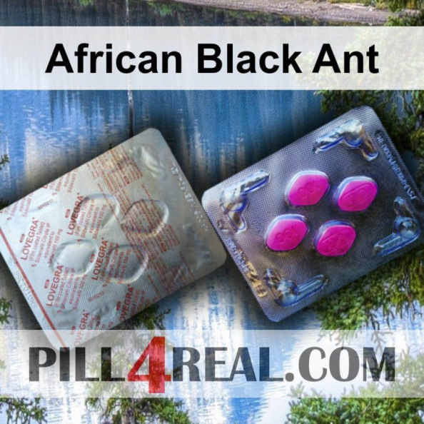 African Black Ant 786