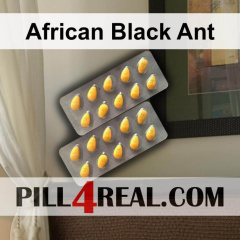 African Black Ant 811
