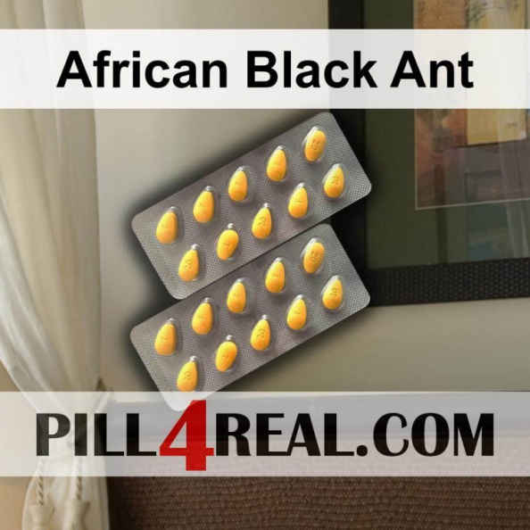 African Black Ant 811