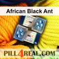 African Black Ant 853