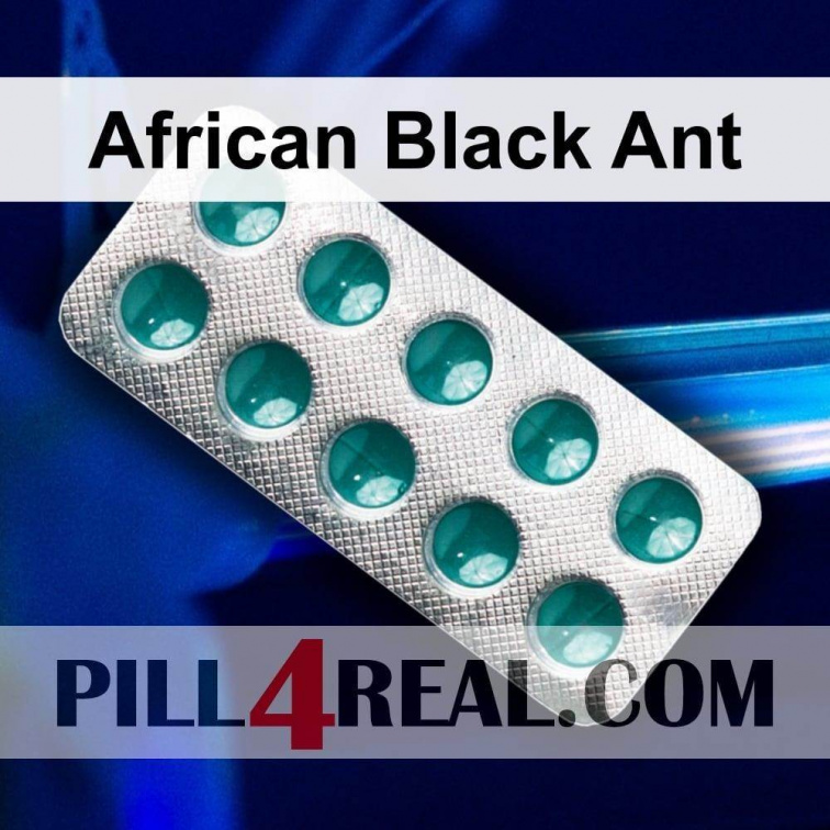 African Black Ant 854