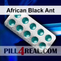 African Black Ant 854