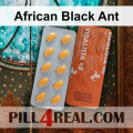 African Black Ant 961