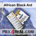 African Black Ant 981