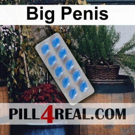 Big Penis 382