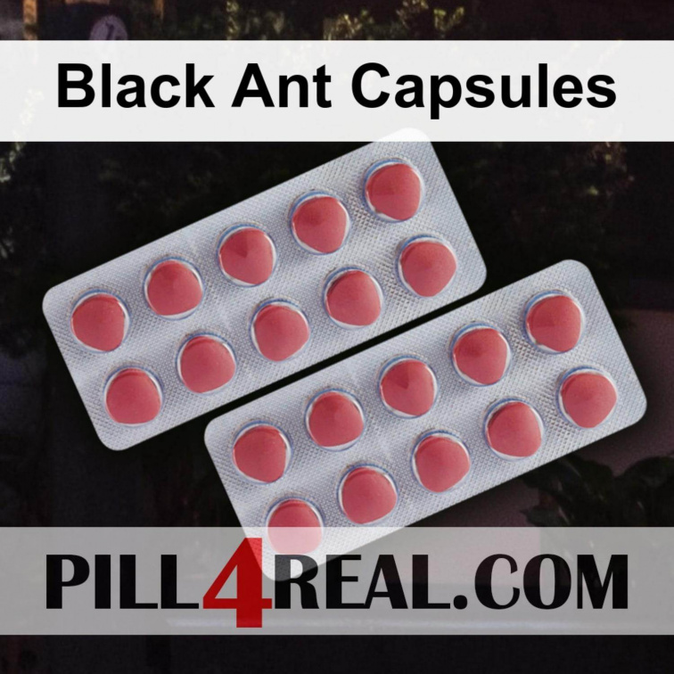 Black Ant Capsules 423