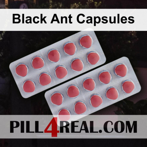 Black Ant Capsules 423