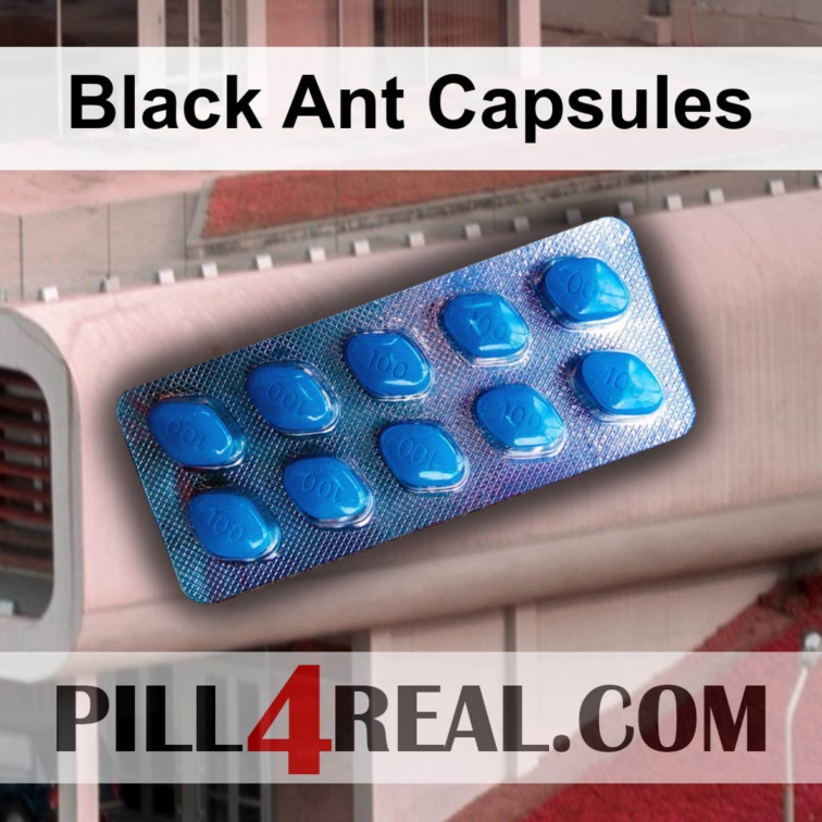 Black Ant Capsules 506