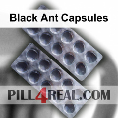 Black Ant Capsules 528