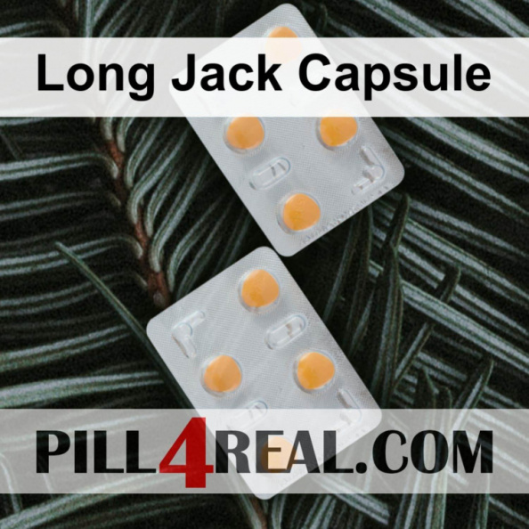 Long Jack Capsule 363