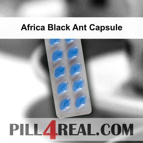 Africa Black Ant Capsule 177