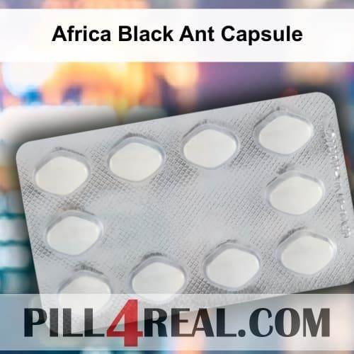 Africa Black Ant Capsule 421