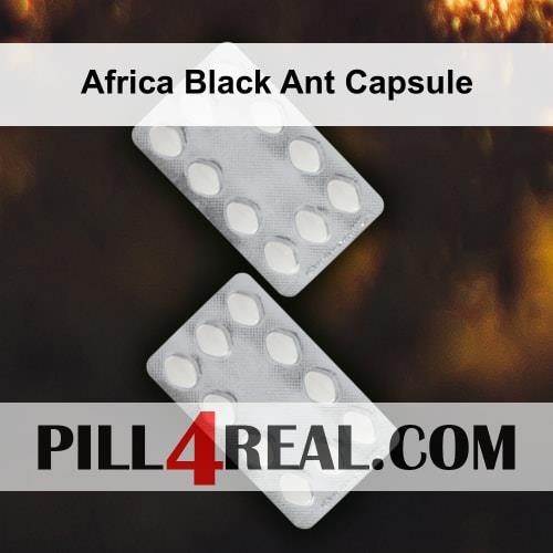 Africa Black Ant Capsule 988