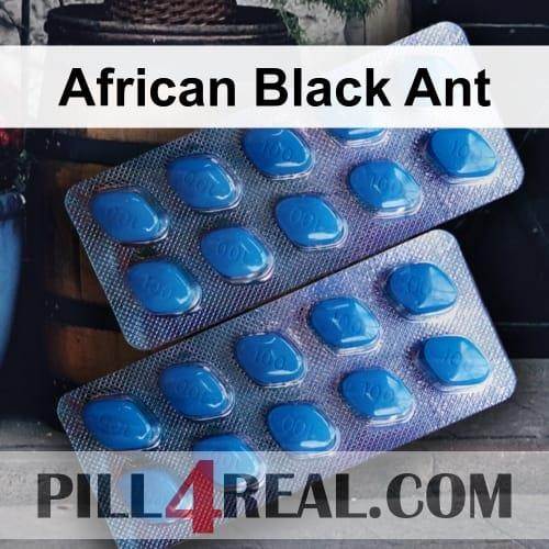 African Black Ant 089